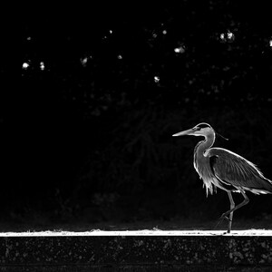 Reiher unter den Sternen * Fine Art Print, Tier-Wand-Kunst, schwarz und weiß, majestätischen Vogel, Naturfotografie, Dekor, einzigartiges Geschenk