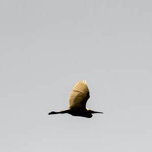 Lo spirito dell'ecstasy - Stampa fotografica della fauna selvatica, Majestic Bird, Little Egret, Beautiful Animal Silhouette, Wall Art, Home Décor, Minimalismo