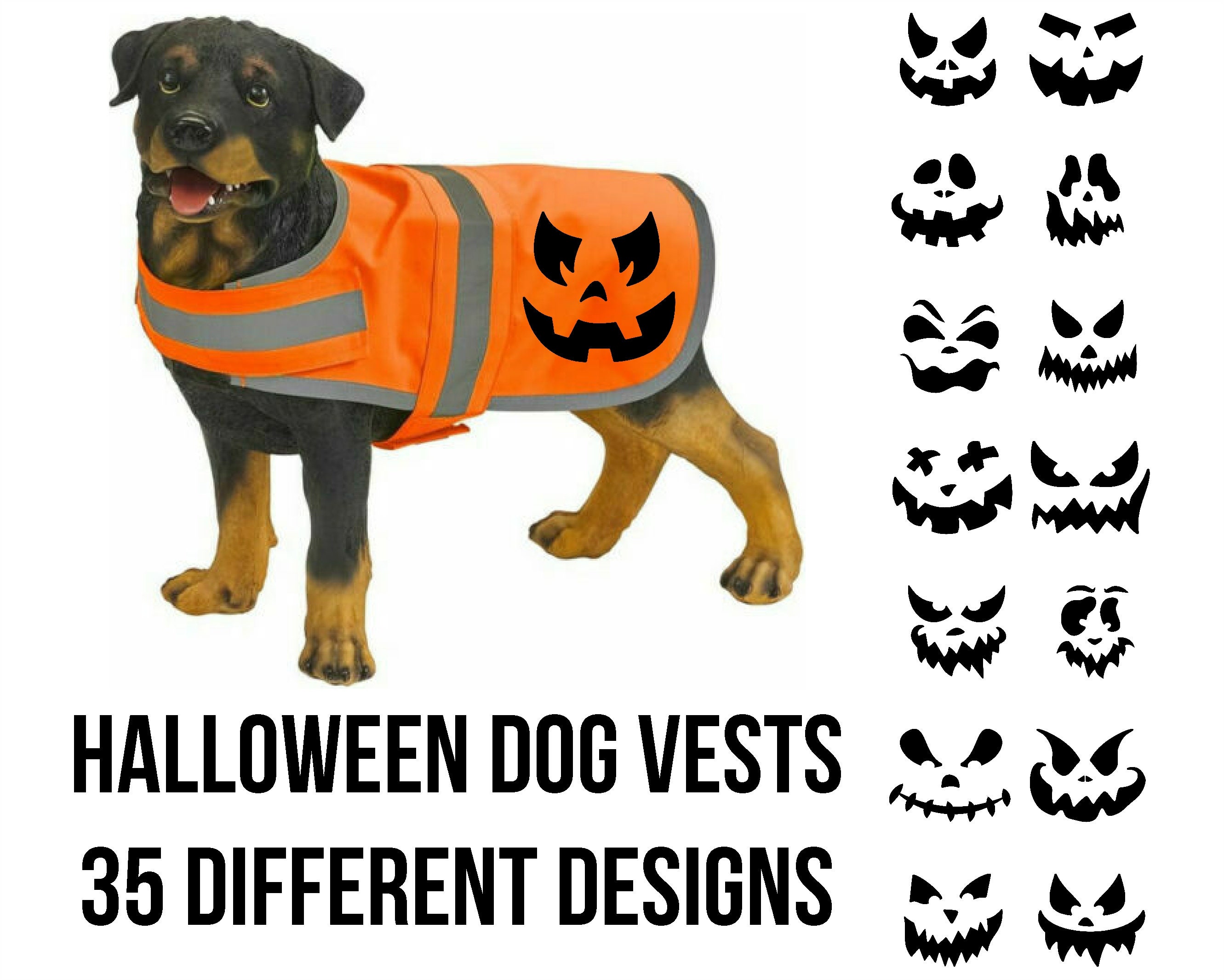 dog in hi vis