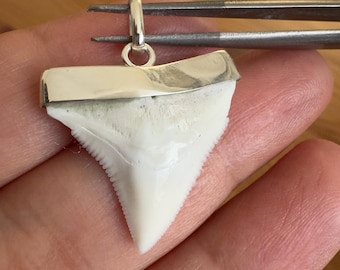 May include: A white fossilized shark tooth pendant featuring a polished silver metal cap and a circular bail at the top. The tooth has a triangular shape with visible serrated edges along the sides and a smooth, off-white surface texture.