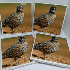 Gilwell Coasters - Bobwhite