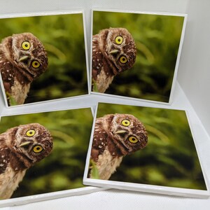 Gilwell Coasters - Owl