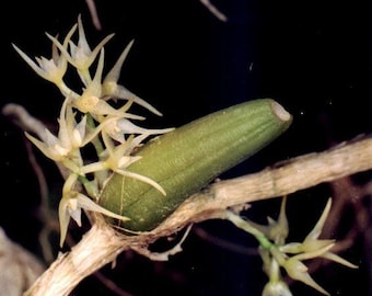 Bulbophyllum stenobulbon, orchid species