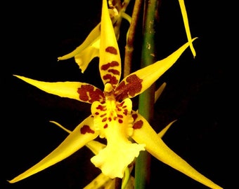 Mclra Yellow Star 'Stellar', orchid plant