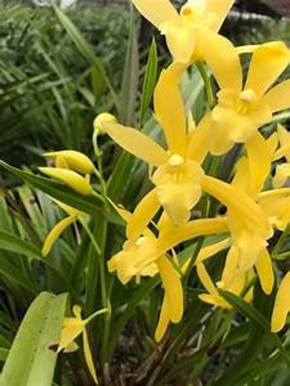 Cymbidium Golden Elf SHIPPED IN POT | Etsy