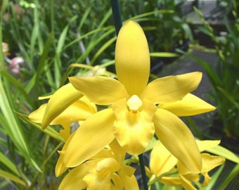 Cymbidium Golden Vanguard 'Emperor', shipped in pot, highly fragrant