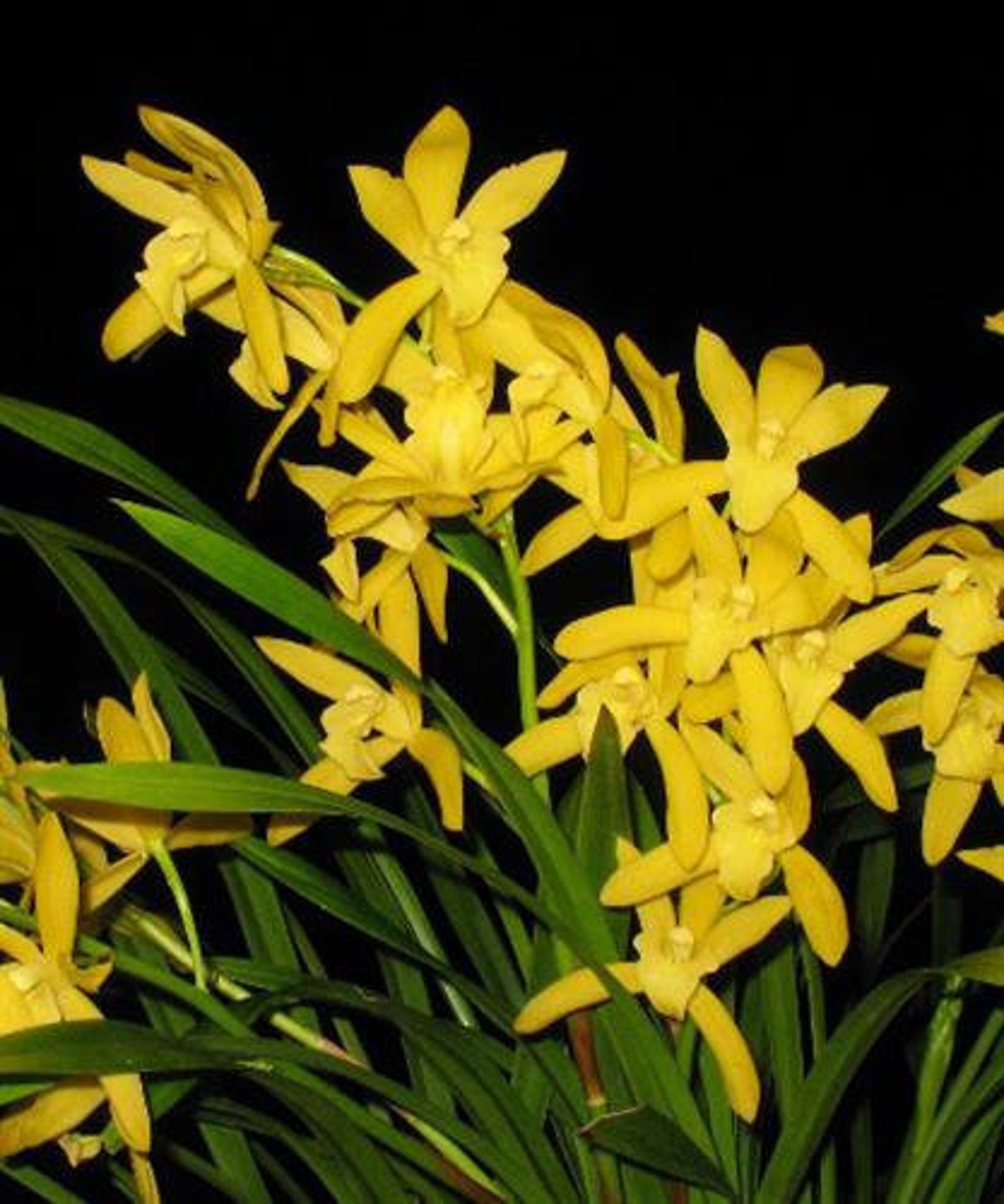 Cymbidium Golden Elf SHIPPED IN POT - Etsy