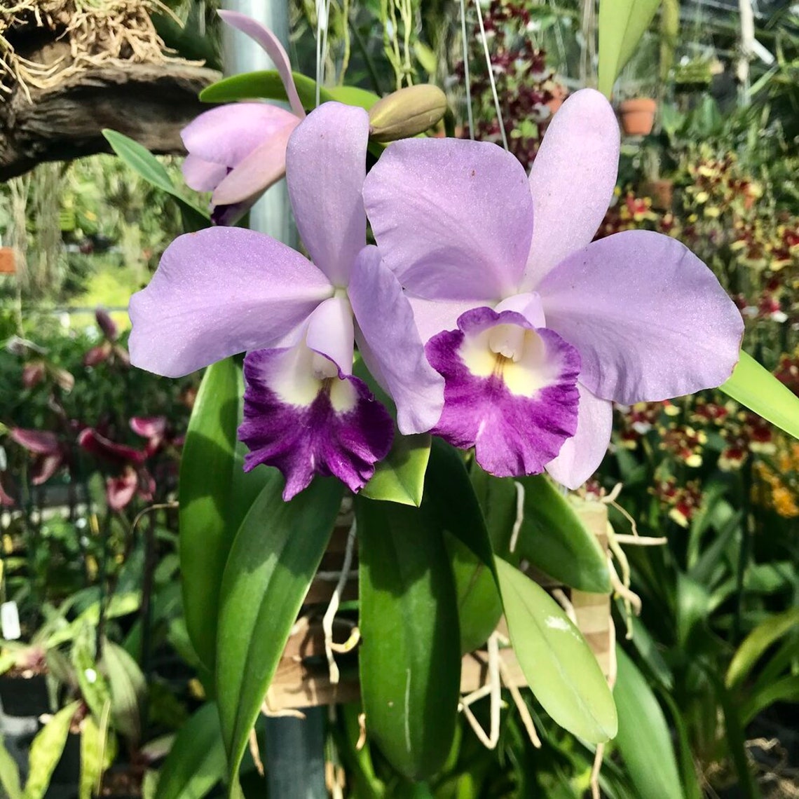 Lc Busy Bev 'Blue Jewel' orchid plant SHIPPED IN POT Etsy