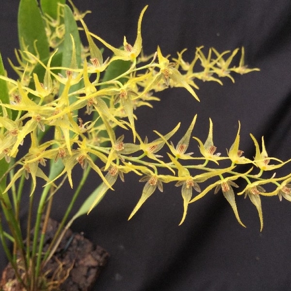 Pleurothallis dolichopus, orchid species