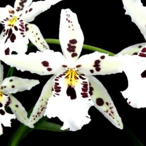 Bllra Snowblind 'Sweet Spots', orchid plant