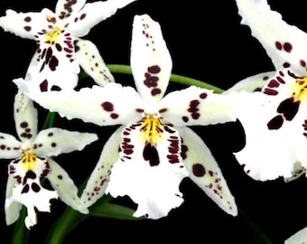 Bllra Snowblind 'Sweet Spots', orchid plant, SHIPPED IN POT