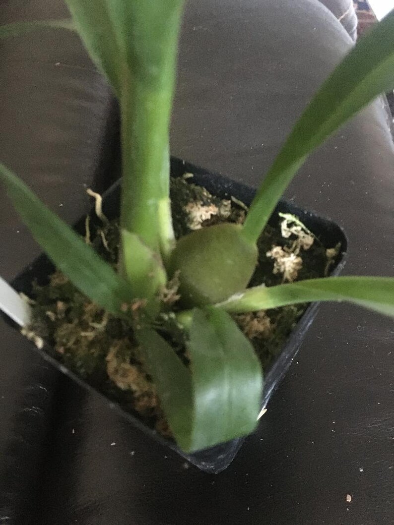 Bllra Tropic Lily 'chocolate Drop' Orchid Plant Etsy