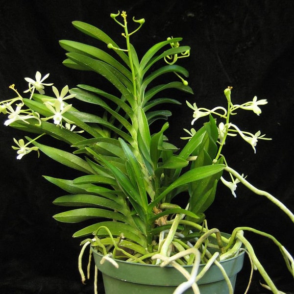 Neofineta falcata (Holy Cow x Robust), orchid plant