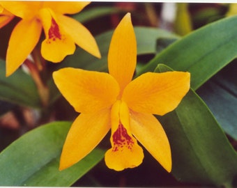靴 HENRI EN VARGO CATTLEYA GOLD Cattleya gold オープントゥ パンプス ゴールド - HENRI EN