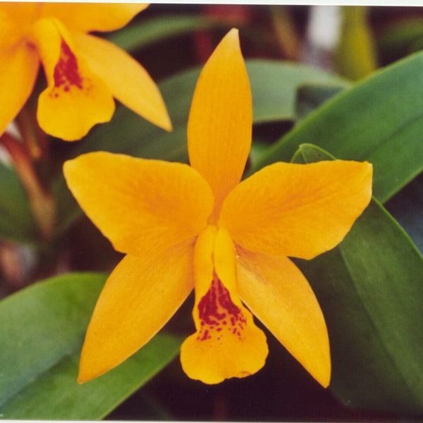 Lc Gold Digger 'Orglades Mandarin', orchid plant