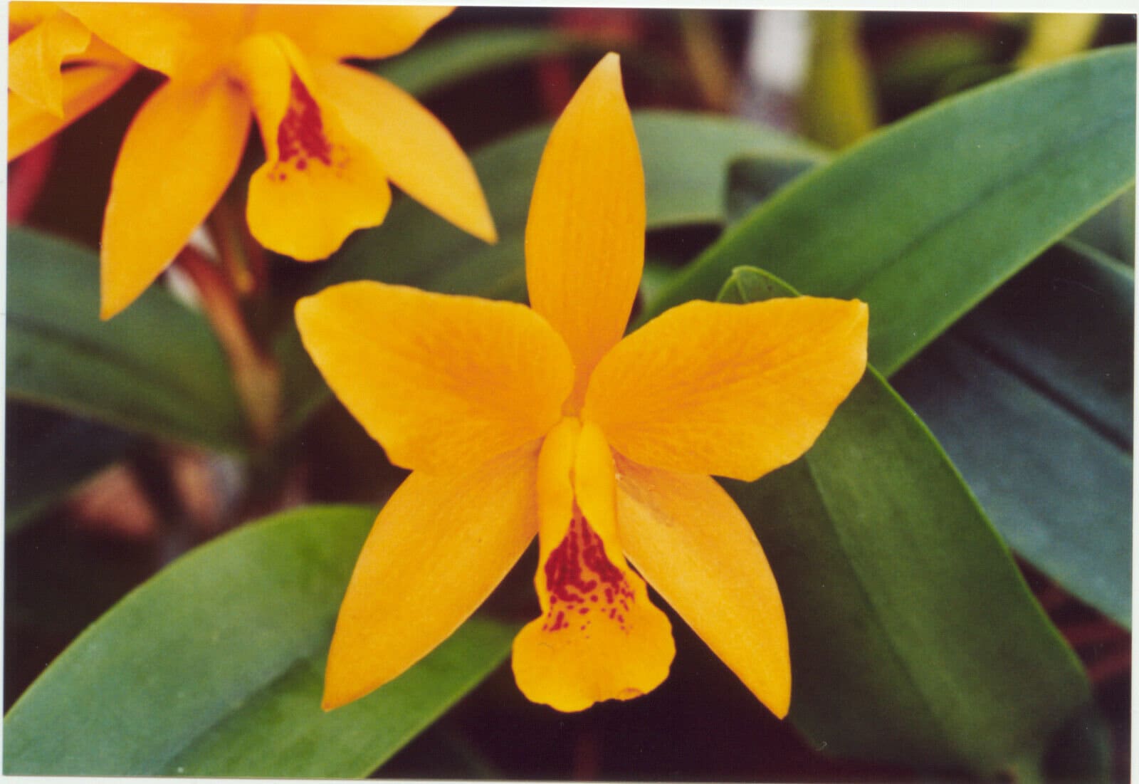靴 HENRI EN VARGO CATTLEYA GOLD 靴 HENRI EN VARGO CATTLEYA GOLD Cattleya gold オープントゥ