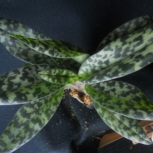 Paph Supersuk 'Eureka' AM/AOs x Paph Raisin Pie 'Hsinying' x sib, IN BUD image 2