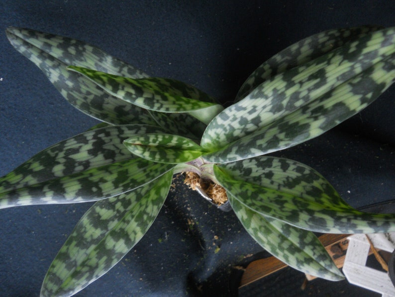 Paph Supersuk 'Eureka' AM/AOs x Paph Raisin Pie 'Hsinying' x sib, IN BUD image 2