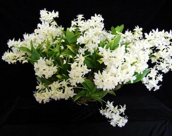 Dendrobium Mini Snowflake, orchid plant