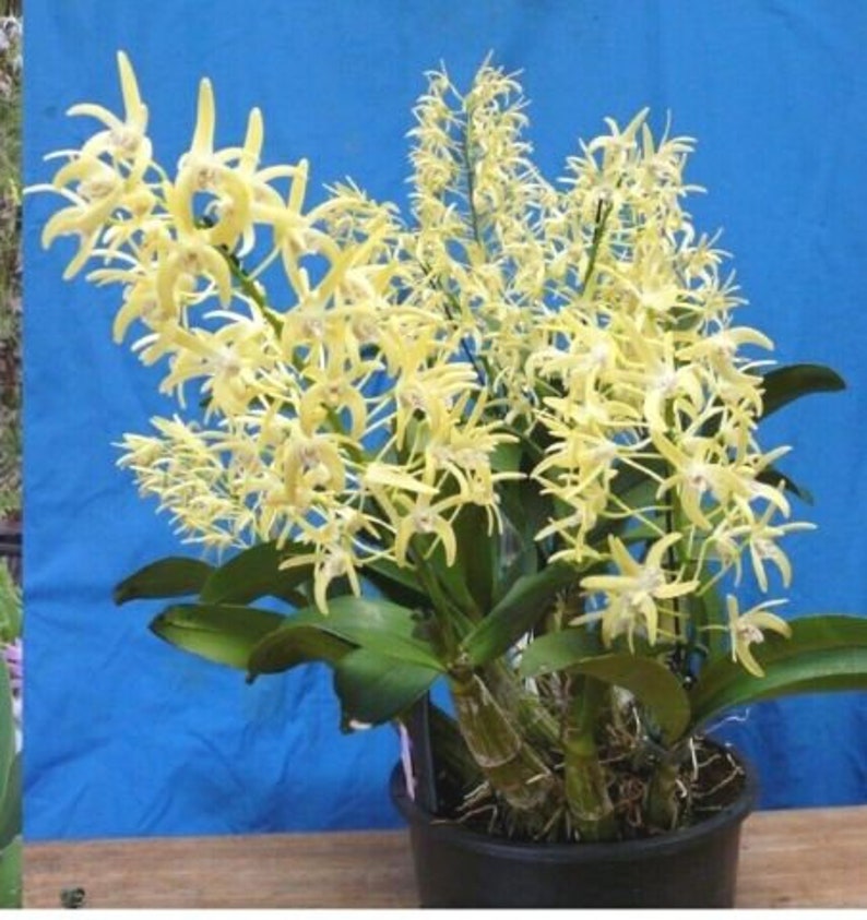 Dendrobium Speciosum Var Pedunculatum Orchid Species Etsy