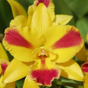 Pot Burana Beauty 'Burana', orchid plant shipped in pot image 1