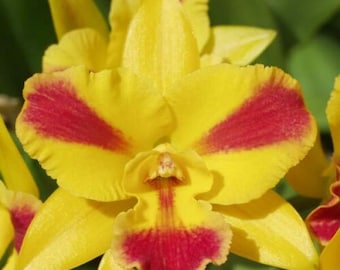 Pot Burana Beauty 'Burana', orchid plant shipped in pot