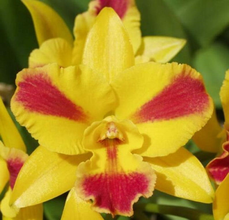 Pot Burana Beauty 'Burana', orchid plant shipped in pot image 1