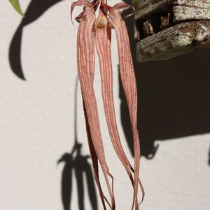 Cirrhopetalum (Bulbophyllum) longissimum (superior type), orchid species