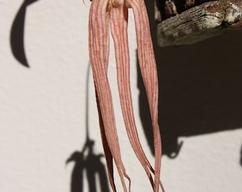 Cirrhopetalum (Bulbophyllum) longissimum (superior type), orchid species