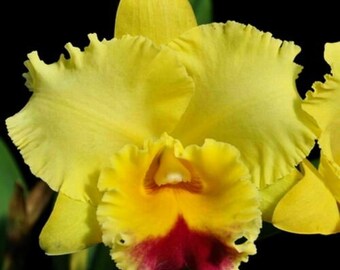 Rlc Darcy Rose Campbell 'Volcano Queen', orchid plant