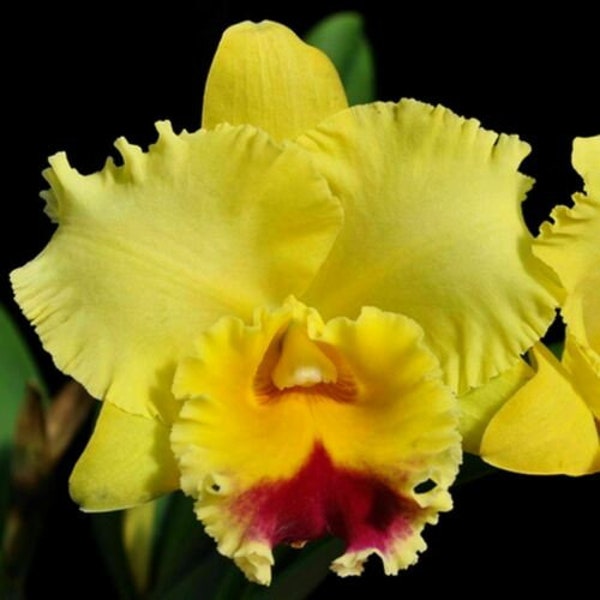 Rlc Darcy Rose Campbell 'Volcano Queen', orchid plant