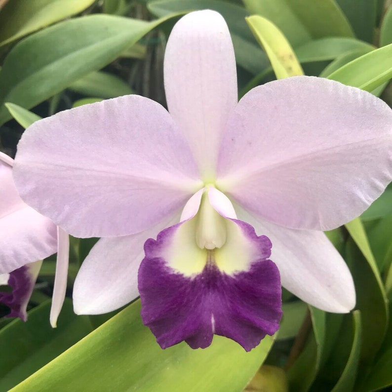 Rlc Busy Bev ‘Blue Jewel’ Cattleya Orchid – Near Blooming Size, Very Fragrant, Tropical Indoor/Outdoor