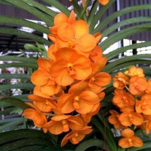 Vanda Nopporn Orange Rosy Orchid Plant - Etsy Australia