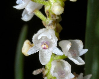 Eria cepifolia, orchid species