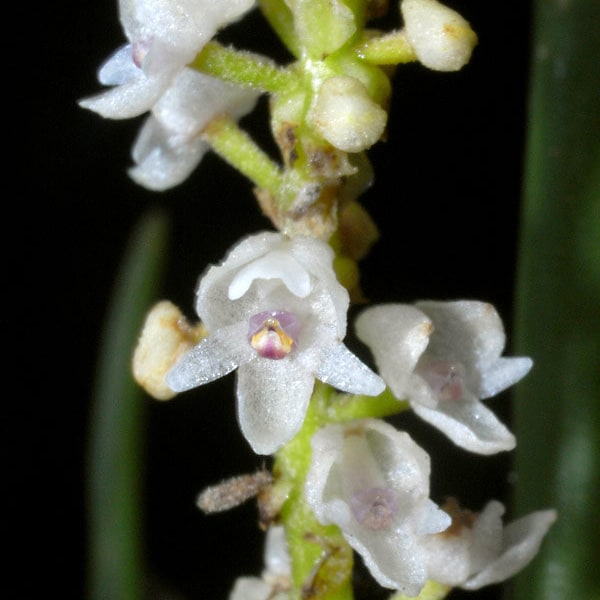 Eria cepifolia, orchid species