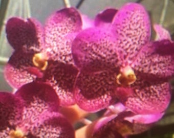 Vanda Patchera Garnet Butterfly '#2', orchid plant