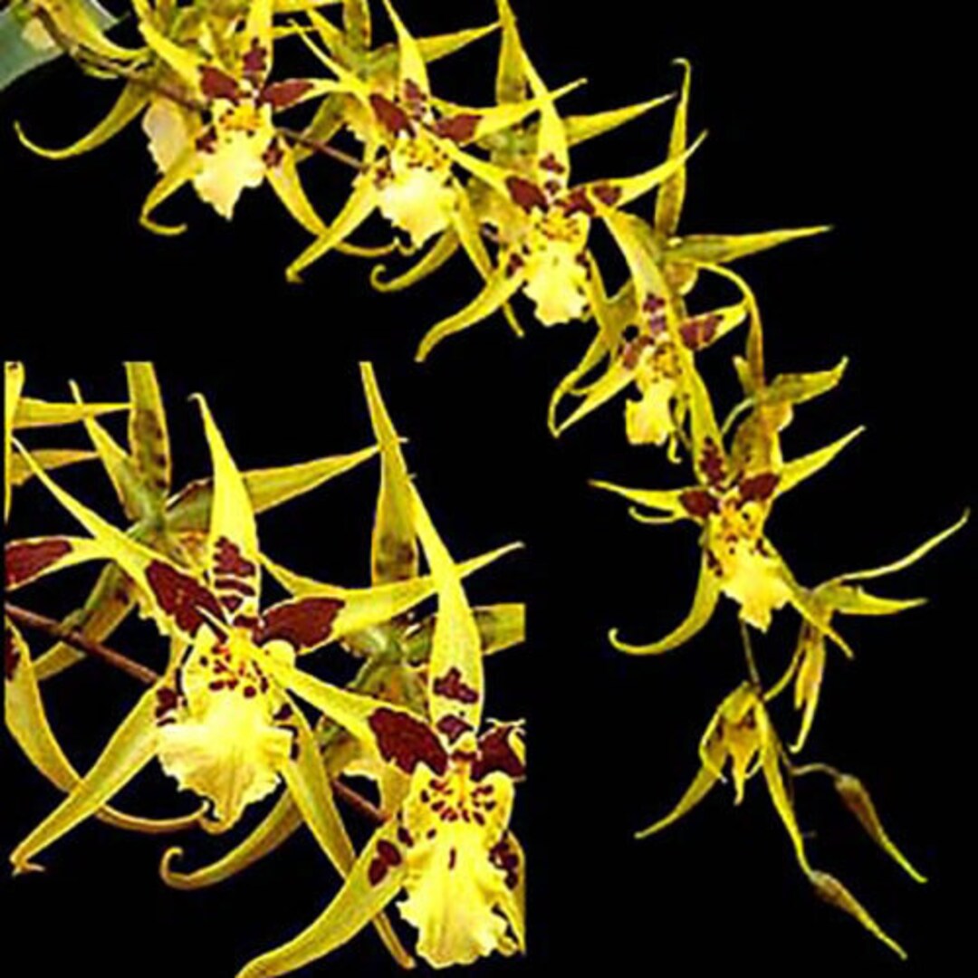 Mclra Yellow Star ‘okika’, Orchid Plant - Etsy
