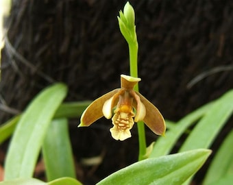 Encyclia livida, orchid species