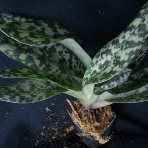 Paph Supersuk 'Eureka' AM/AOs x Paph Raisin Pie 'Hsinying' x sib, IN BUD image 4