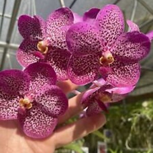 Vanda Dr Anek x Kulwadee Fragrance, orchid plant