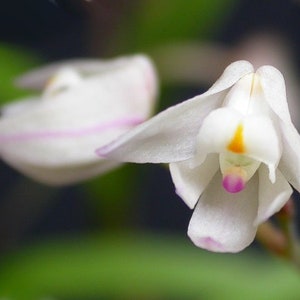 Polystachya ottoniana, orchid species image 4