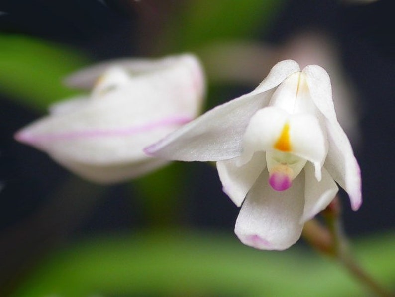 Polystachya ottoniana, orchid species image 4