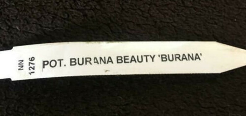 Pot Burana Beauty 'Burana', orchid plant shipped in pot image 6