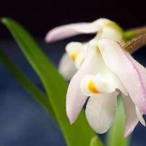 Polystachya ottoniana, orchid species image 3