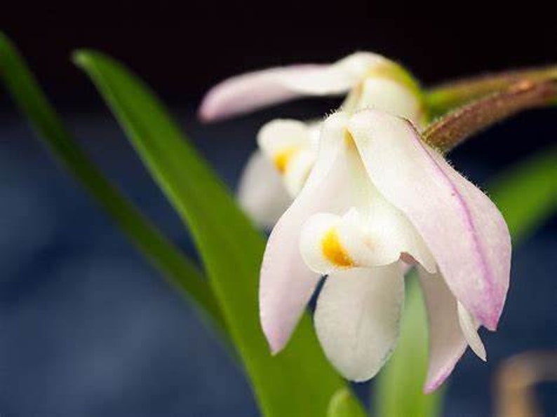 Polystachya ottoniana, orchid species image 3