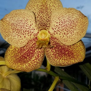 Vanda Gold Lover 'NN', orchid plant image 1
