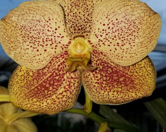 Vanda Gold Lover 'NN', orchid plant