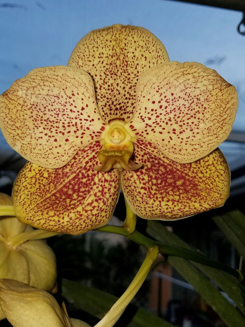 Vanda Gold Lover 'NN', orchid plant image 1