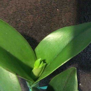 Pot Burana Beauty 'Burana', orchid plant shipped in pot image 4