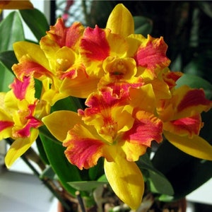 Pot Burana Beauty 'Burana', orchid plant shipped in pot image 2